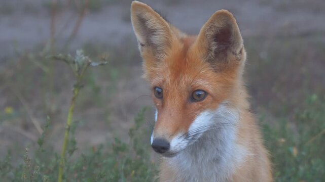 Portrait of a beautiful wild fox