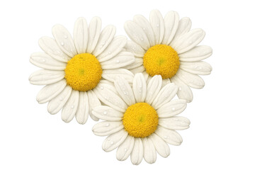 Naklejka premium Group of three white daisies with water drops on petals. Fresh garden flowers representing purity and spring on transparent background