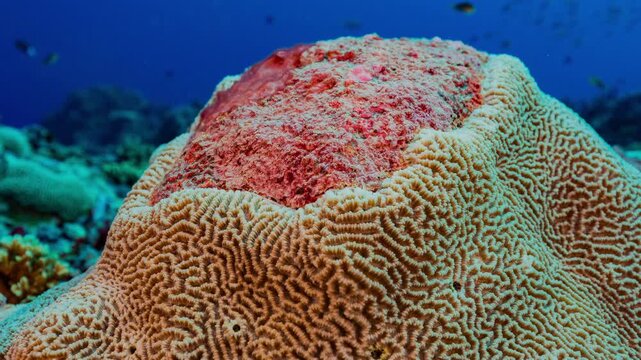 Close up underwater shot of damaged coral colony with red algae growing after environmental destruction.