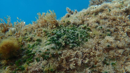 Green algae Dasycladus vermicularis undersea, Ligurian Sea, Italy, Imperia