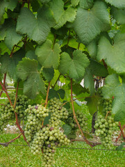 White grapes vineyard in, Vale dos Vinhedos valley, Bento Goncalves city, Rio Grande do Sul serra,...