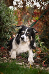 Beautiful Border Collie dog posing among colorful autumn leaves. Intelligent herding dog with...