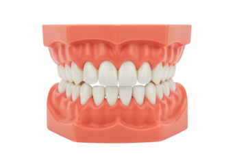 Isolated human teeth model with pink gums to show the importance of dental hygiene and care