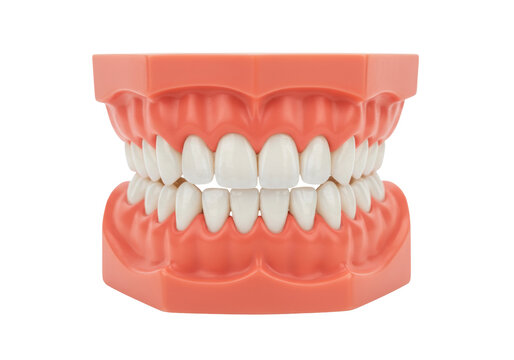 Isolated human teeth model with pink gums to show the importance of dental hygiene and care