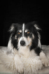 Close-up portrait of a black and white Border Collie lying on a fluffy white rug against a dark background.	