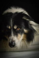 Close-up portrait of a black and white Border Collie lying on a fluffy white rug against a dark background.	