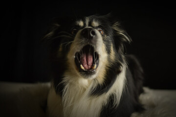 Border Collie lying on a rug, focused expression while watching and catching a treat.	