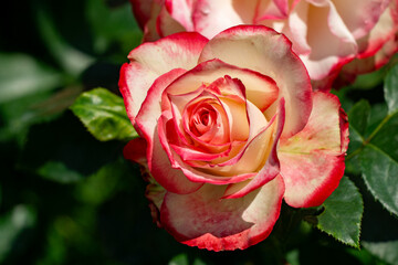 Beautifully bloomed rose with creamy white petals edged in vibrant pink. Closeup view of Rosa Jubile du prince de Monaco and intricate details of its layered petals