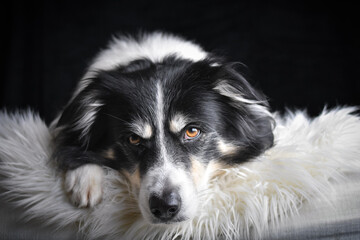 Close-up portrait of a black and white Border Collie lying on a fluffy white rug against a dark background.	