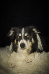 Close-up portrait of a black and white Border Collie lying on a fluffy white rug against a dark background.	