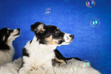 A playful young Border Collie lies on a fluffy surface against a bright blue backdrop while colorful soap bubbles float around. The dog looks curious and relaxed, creating a cheerful and whimsical stu
