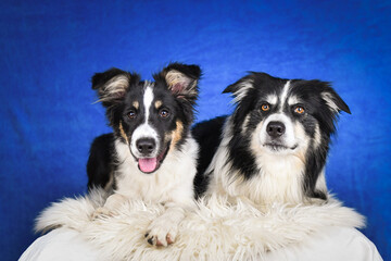 Cute Border Collie puppy lying on fluffy rug in studio. Adorable Border Collie puppy lying on a white fluffy rug against a blue studio background. The young dog looks directly at the camera.