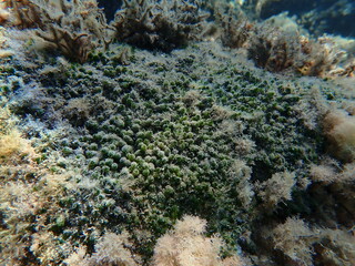 Green algae Dasycladus vermicularis undersea, Ligurian Sea, Italy, Imperia