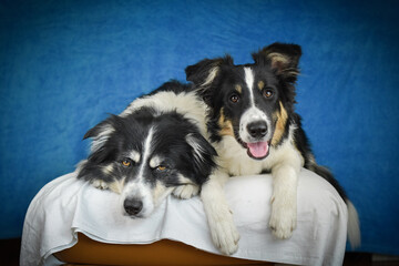 Two happy Border Collie dogs posing together in studio.Portrait of two cheerful Border Collie dogs lying side by side on a fluffy rug, looking at the camera with tongues out. Studio shot with blue