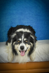 Calm Border Collie Posing Against Blue Background. A well-groomed black and white Border Collie is lying on a soft white faux fur blanket, placed over a crumpled white sheet. The dog gazes calmly