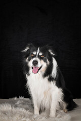 Close-up portrait of a black and white Border Collie lying on a fluffy white rug against a dark background.	
