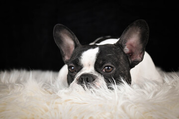 French Bulldog lying on a fluffy white rug against a black background, looking calm and relaxed.