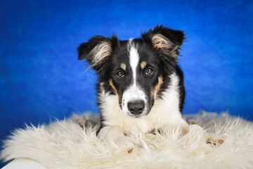 Fototapeta premium Cute Border Collie puppy lying on fluffy rug in studio. Adorable Border Collie puppy lying on a white fluffy rug against a blue studio background. The young dog looks directly at the camera.