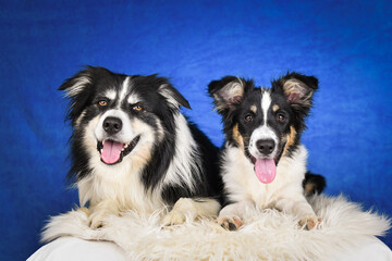Cute Border Collie puppy lying on fluffy rug in studio. Adorable Border Collie puppy lying on a white fluffy rug against a blue studio background. The young dog looks directly at the camera.