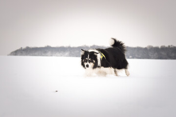 Energetic Border Collie running outdoors in snowy backyard, tail up and playful mood.	