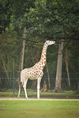 Giraffes walking in a green zoo enclosure surrounded by trees. Elegant wild animals with long necks and distinctive patterns moving gracefully through their habitat.