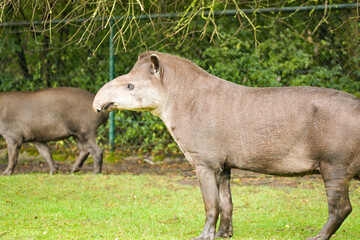 Fototapeta premium South American tapir reaching up to tree branches, side profile. 