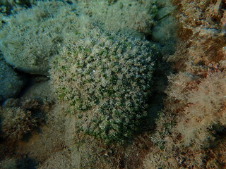 Green algae Dasycladus vermicularis undersea, Ligurian Sea, Italy, Imperia