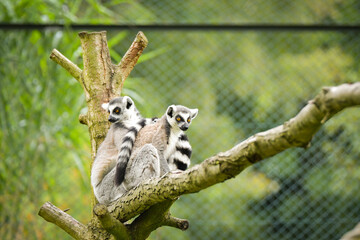 Obraz premium A ring-tailed lemur sitting and calmly observing its surroundings. The lemur’s expressive yellow eyes, soft grey fur, and iconic striped tail are clearly visible, capturing its curious and relaxed beh