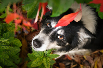 Beautiful Border Collie dog posing among colorful autumn leaves. Intelligent herding dog with...