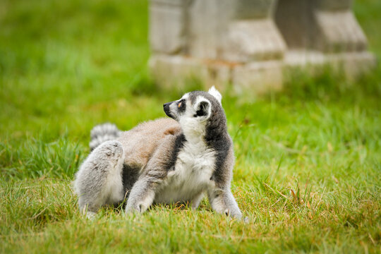 A ring-tailed lemur sitting and calmly observing its surroundings. The lemur&rsquo;s expressive yellow eyes, soft grey fur, and iconic striped tail are clearly visible, capturing its curious and relaxed beh