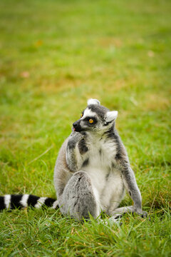 A ring-tailed lemur sitting and calmly observing its surroundings. The lemur&rsquo;s expressive yellow eyes, soft grey fur, and iconic striped tail are clearly visible, capturing its curious and relaxed beh