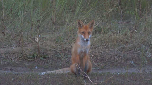 Portrait of a beautiful wild fox in the evening