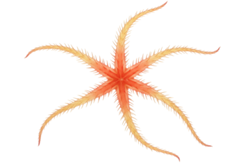 Isolated brittle star illustration, a marine invertebrate with radiating arms and spiny skin