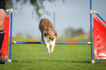 Dog is jumping over the hurdles. Amazing day on czech agility competition.	