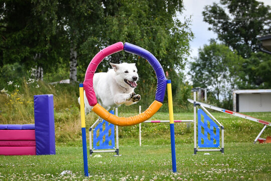 Dogs performing agility by jumping through a colorful hoop during outdoor training. Energetic canine athletes showing speed, focus, and enthusiasm on a sunny day.