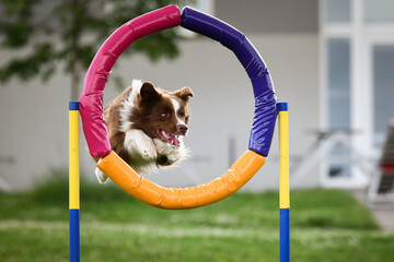Dogs performing agility by jumping through a colorful hoop during outdoor training. Energetic canine athletes showing speed, focus, and enthusiasm on a sunny day. © doda