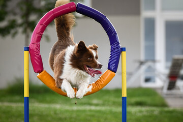 Dogs performing agility by jumping through a colorful hoop during outdoor training. Energetic canine athletes showing speed, focus, and enthusiasm on a sunny day. © doda