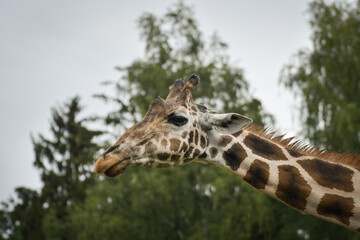 Giraffes walking in a green zoo enclosure surrounded by trees. Elegant wild animals with long necks and distinctive patterns moving gracefully through their habitat.