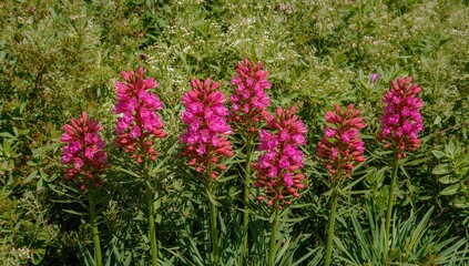 Obraz premium Pink euphorbia milii flowers in bloom, vibrant natural beauty