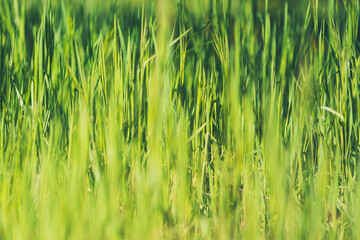 Fresh Green Grass Blades with Bokeh, Natural Background