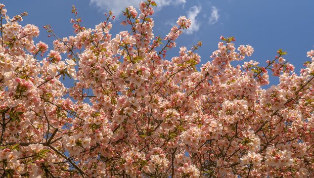 Pink blossoms adorn tree branches during the spring season, symbolizing seasonal change