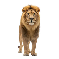 Obraz premium Majestic Male Lion Standing Proudly with Snow Dust on Fur in a Studio Setting with Black Background