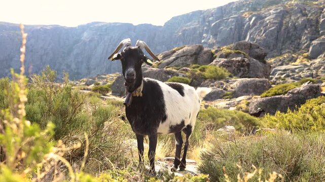 A curious black and white goat with curved horns and a bell stands on rocky terrain amid cliffs and green shrubs in a sunny mountainous setting. 4k stock video