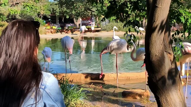 Flamingos by a pond in a zoo, Spata Greece, tranquil and scenic view