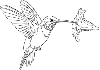Fototapeta premium Hummingbird in Flight Hovering Over a Flower in Fine Line Art
