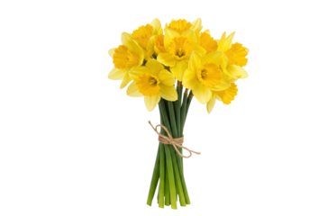 Isolated Bunch of Daffodils, Bouquet of Fresh Yellow Spring Flowers, Floral Holiday Gift