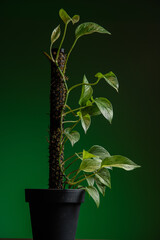 Epipremnum aureum is a species of flowering plant in the arum family Araceae.The plant has a multitude of common names including golden pothos,Ceylon creeper, ivy arum,money plant and devil's ivy.