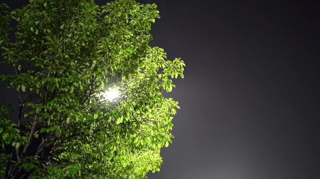 Heavy Rain and Street Light Reflection on Trees