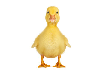 Isolated Duckling Facing Forward Standing at Attention in a Studio Setting Closeup