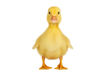 Isolated Duckling Facing Forward Standing at Attention in a Studio Setting Closeup